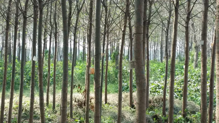 Sustainable forest management, Hunan province, China